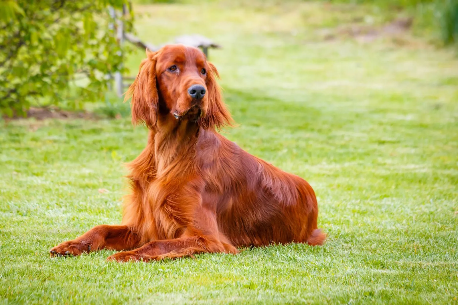Irish setter