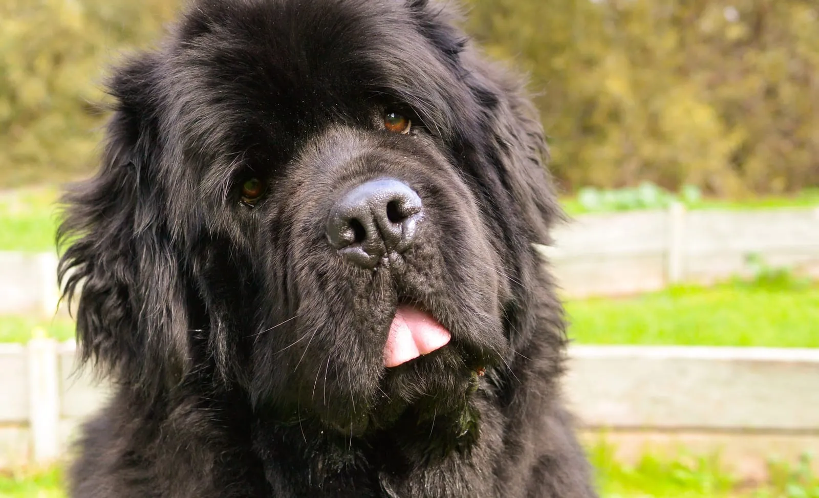 Newfoundland