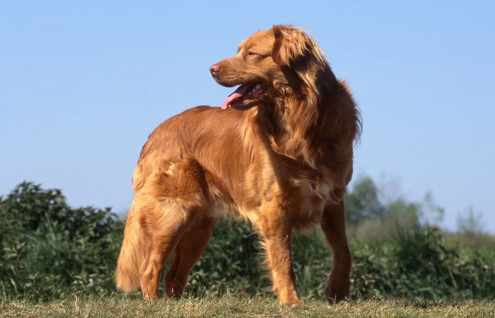 Nova scotia duck tolling retriever