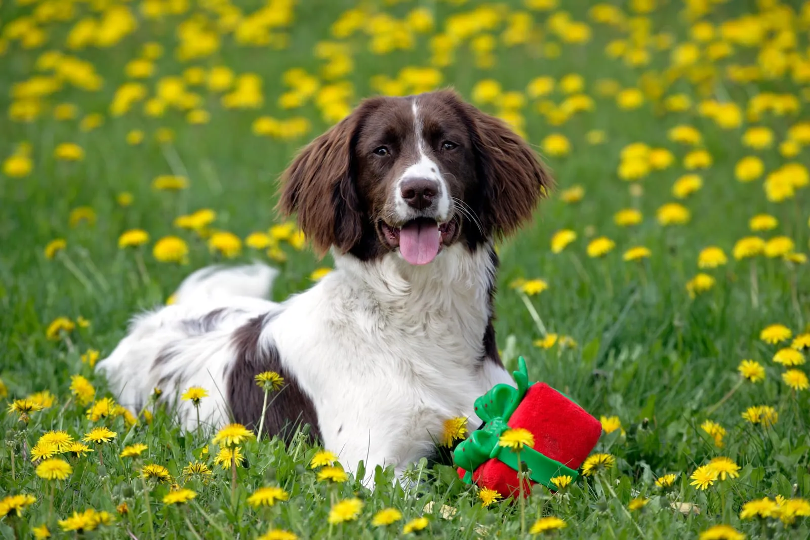 Springer spaniel