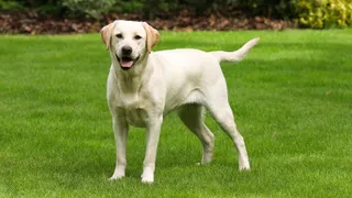 Yellow labrador retriever