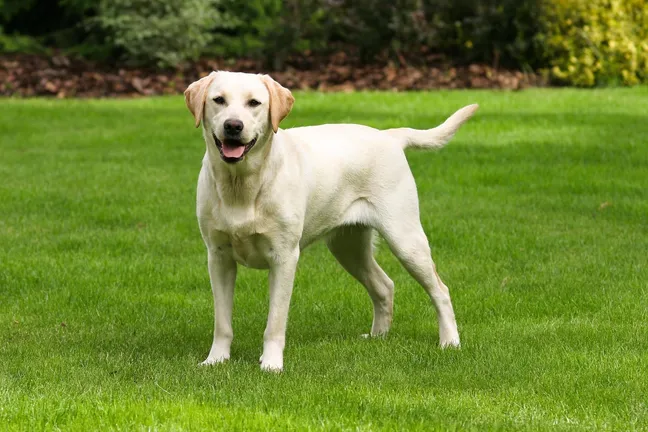 Yellow labrador retriever