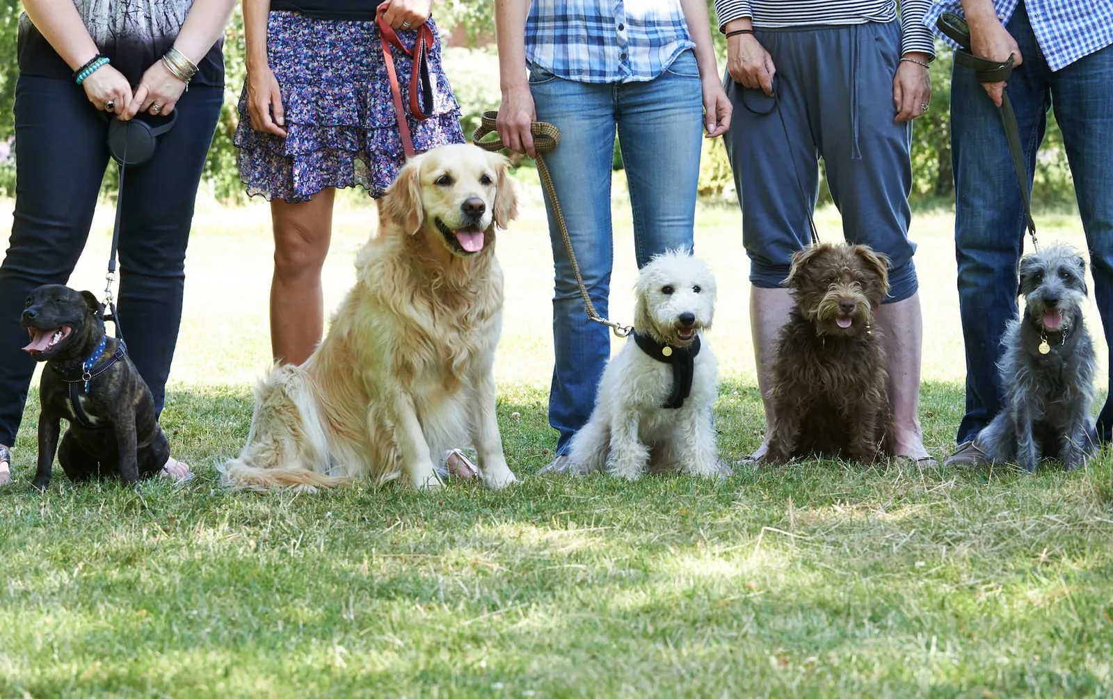 Dogs at an obedience class