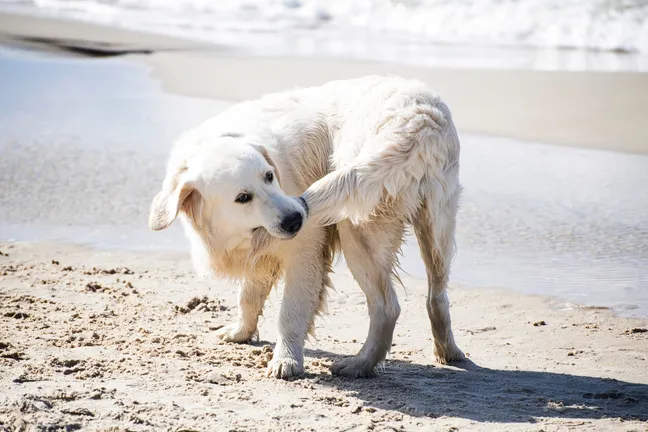 Golden retriever biting own tail on beach