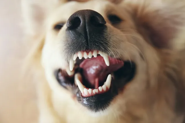 Grin of a happy golden retriever