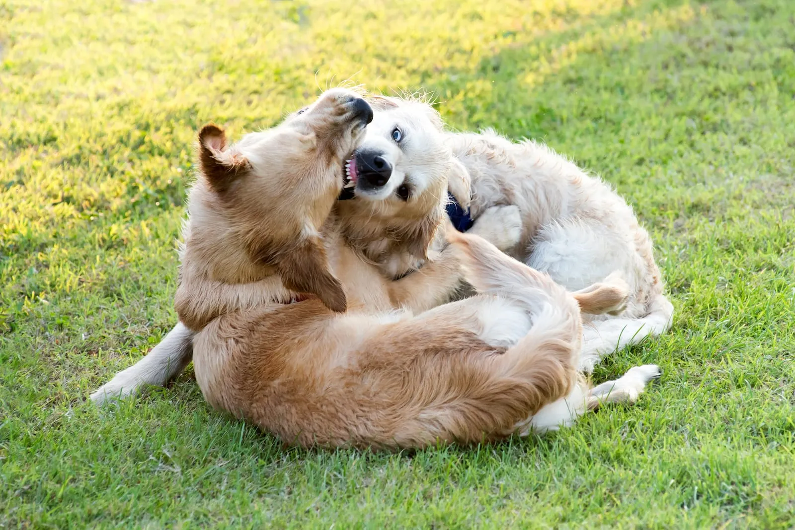 Two golden retrievers playing and biting each other
