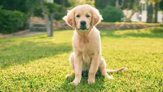 Example of a golden retriever
