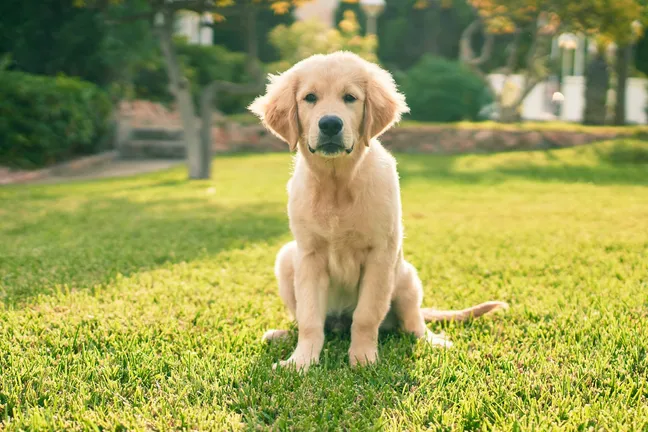 Example of a golden retriever