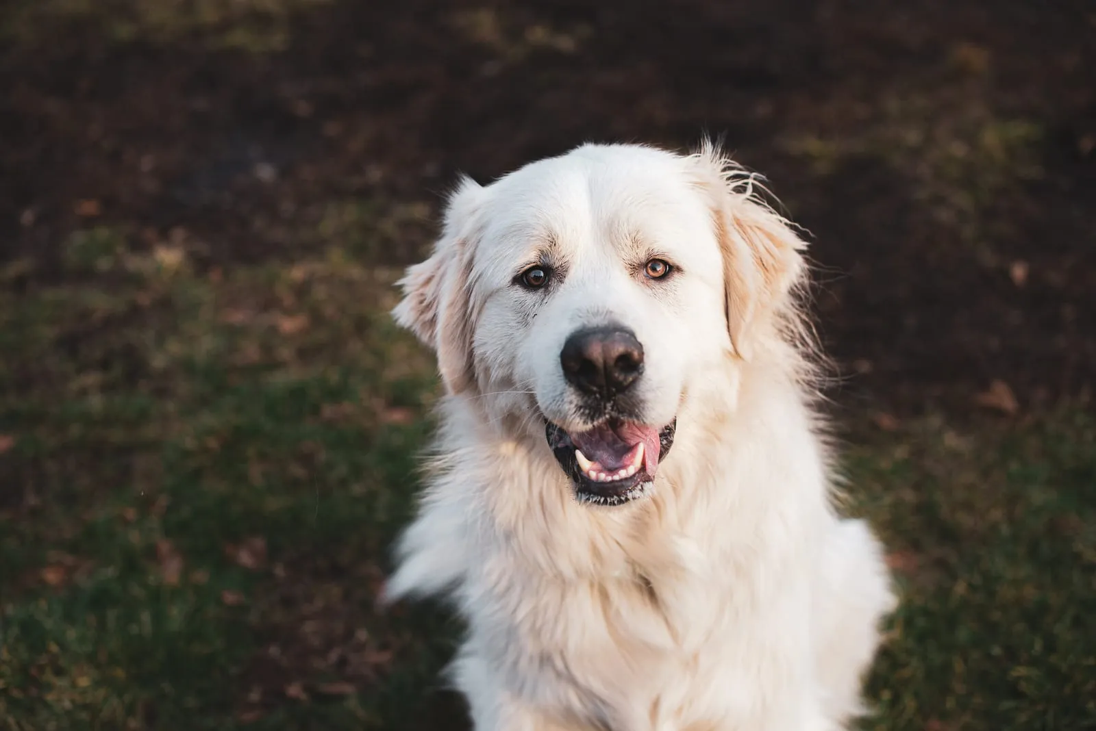 Example of a great Pyrenees