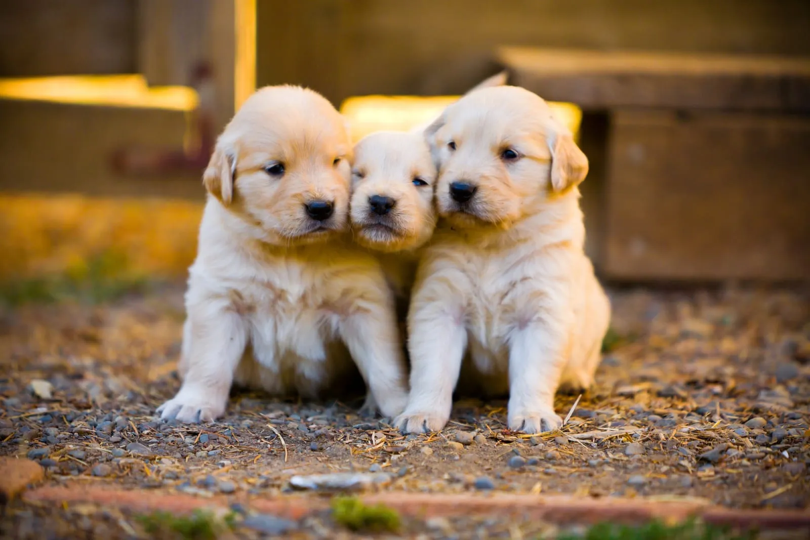 Three golden retriever puppies