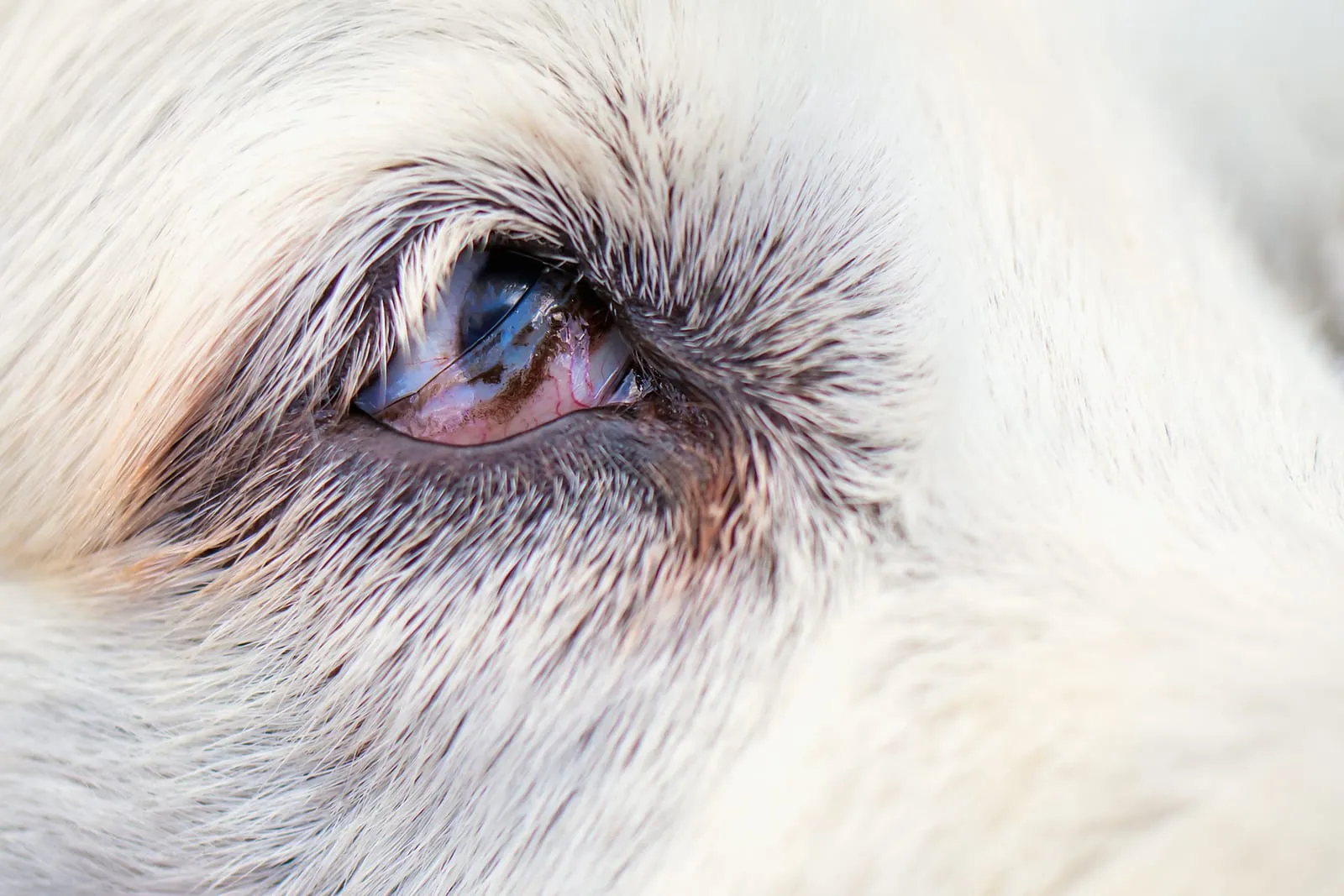 Closeup of a blind eye on a golden retriever