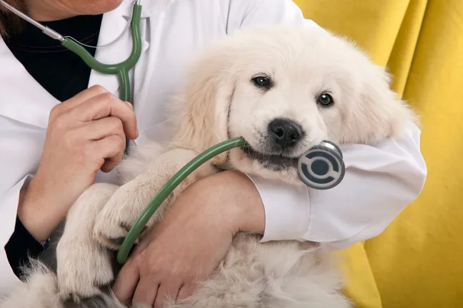 Golden retriever holding medical equipment