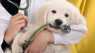 Golden retriever holding medical equipment