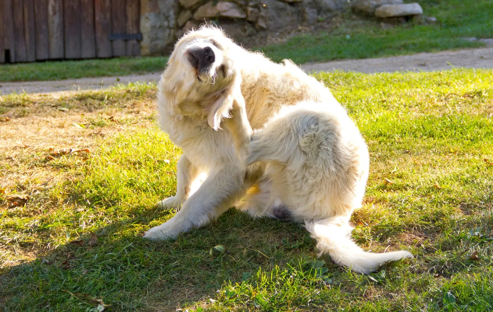 Golden retriever itching its ear on grass
