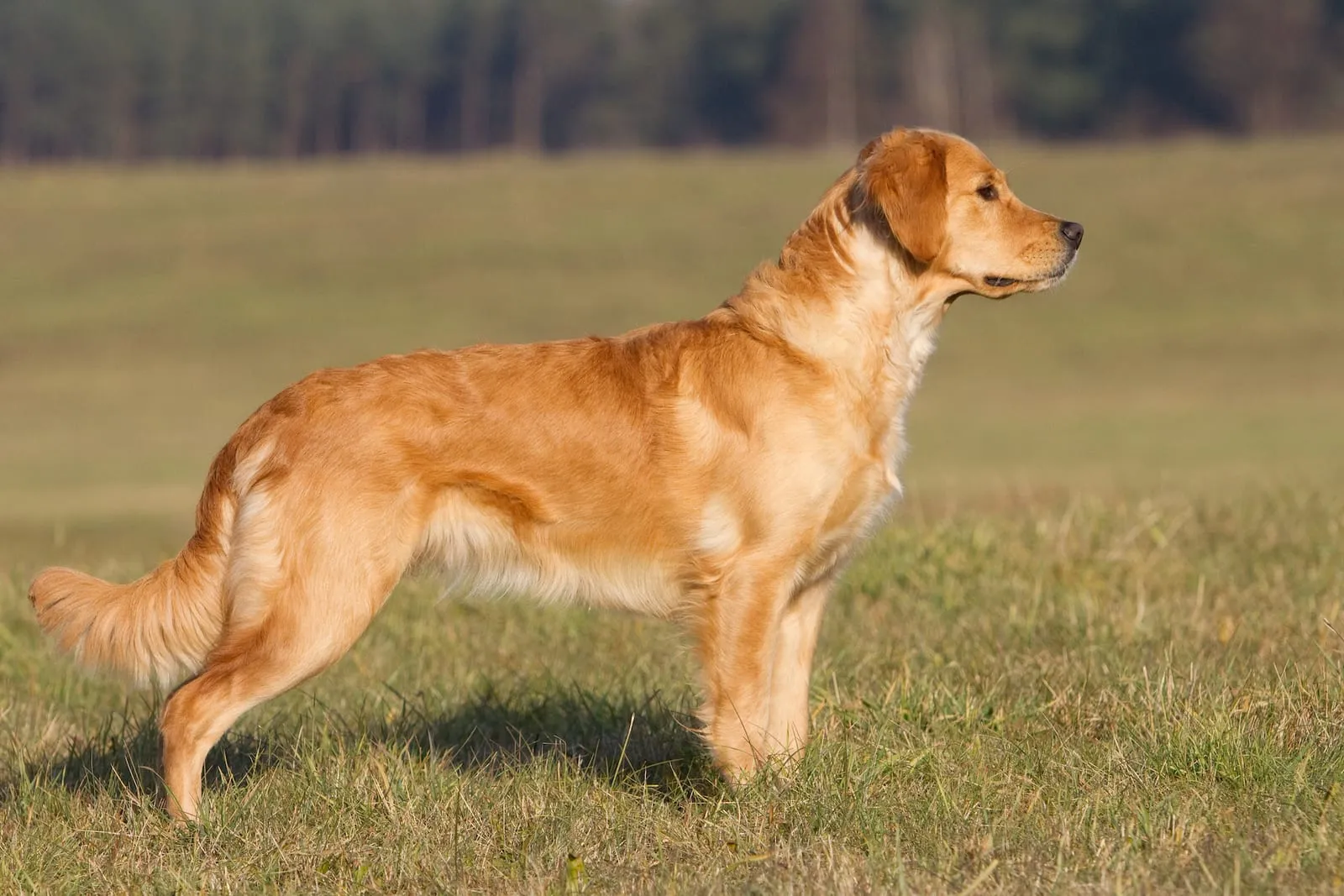 Golden retriever side on look