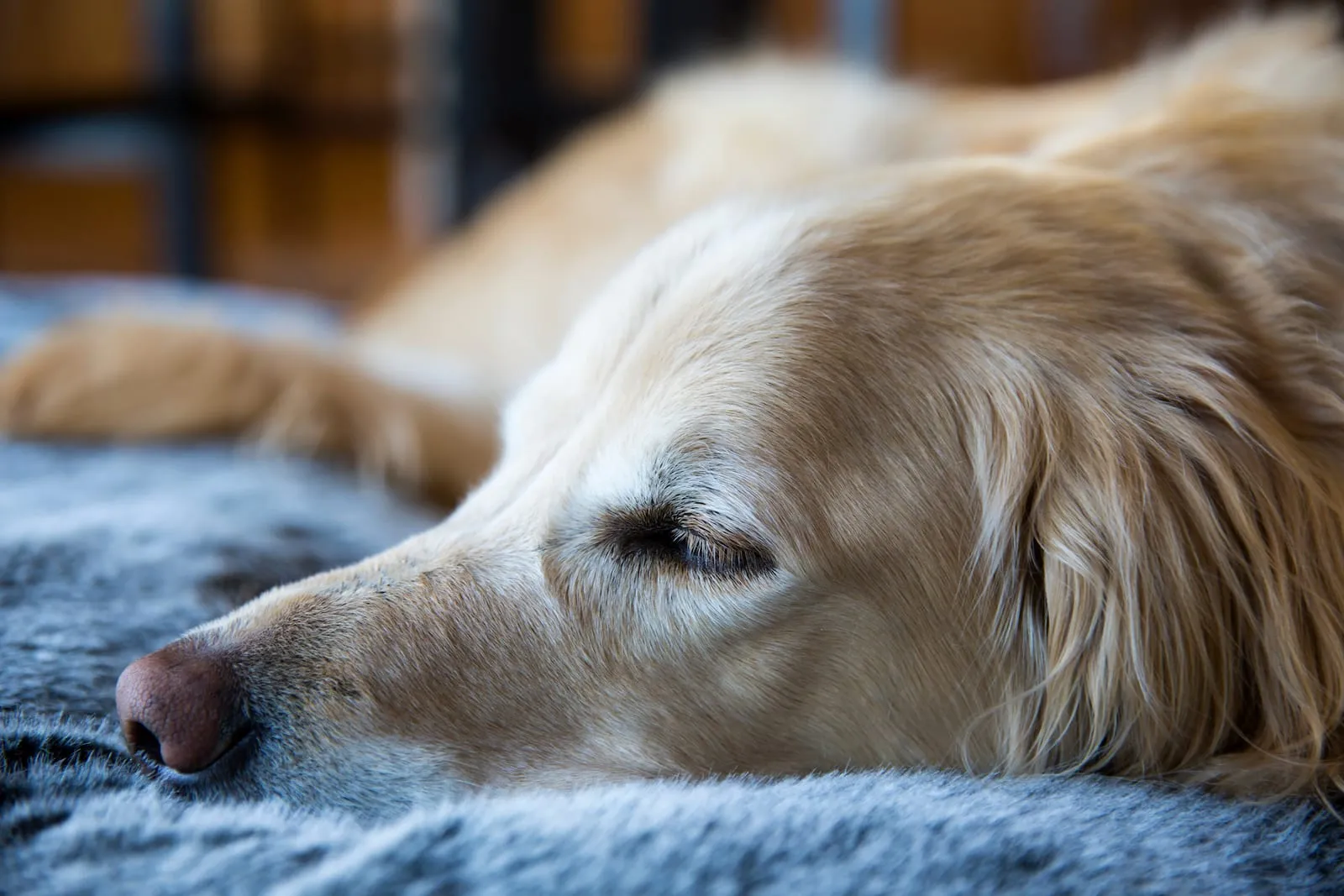 Golden retriever sleeping on dog bed