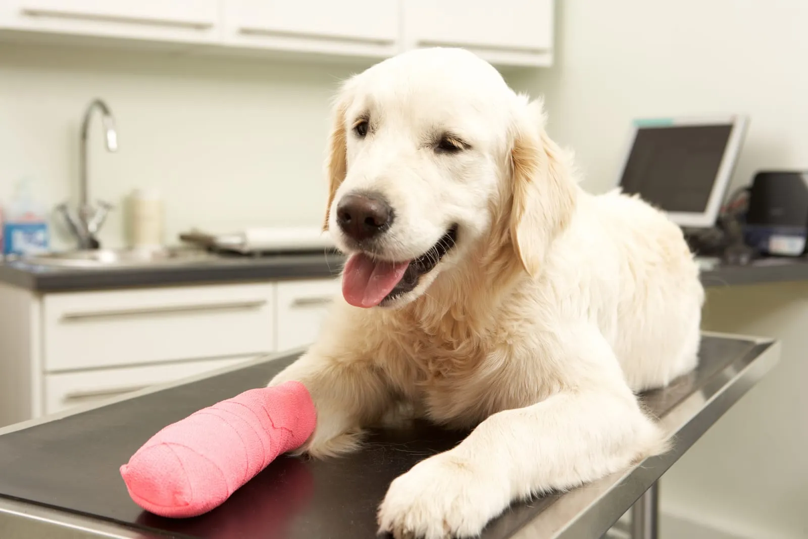 Golden retriever with bandaged leg