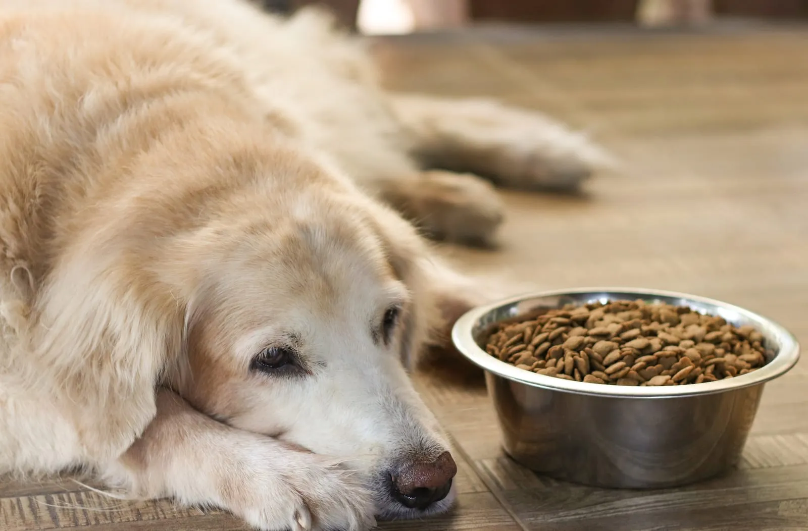 Sad looking golden retriever next to food