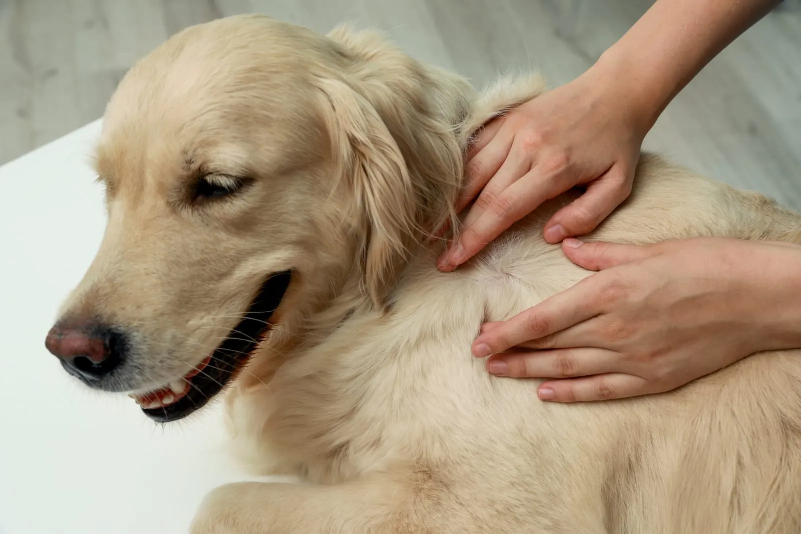 Woman inspecting a golden retriever