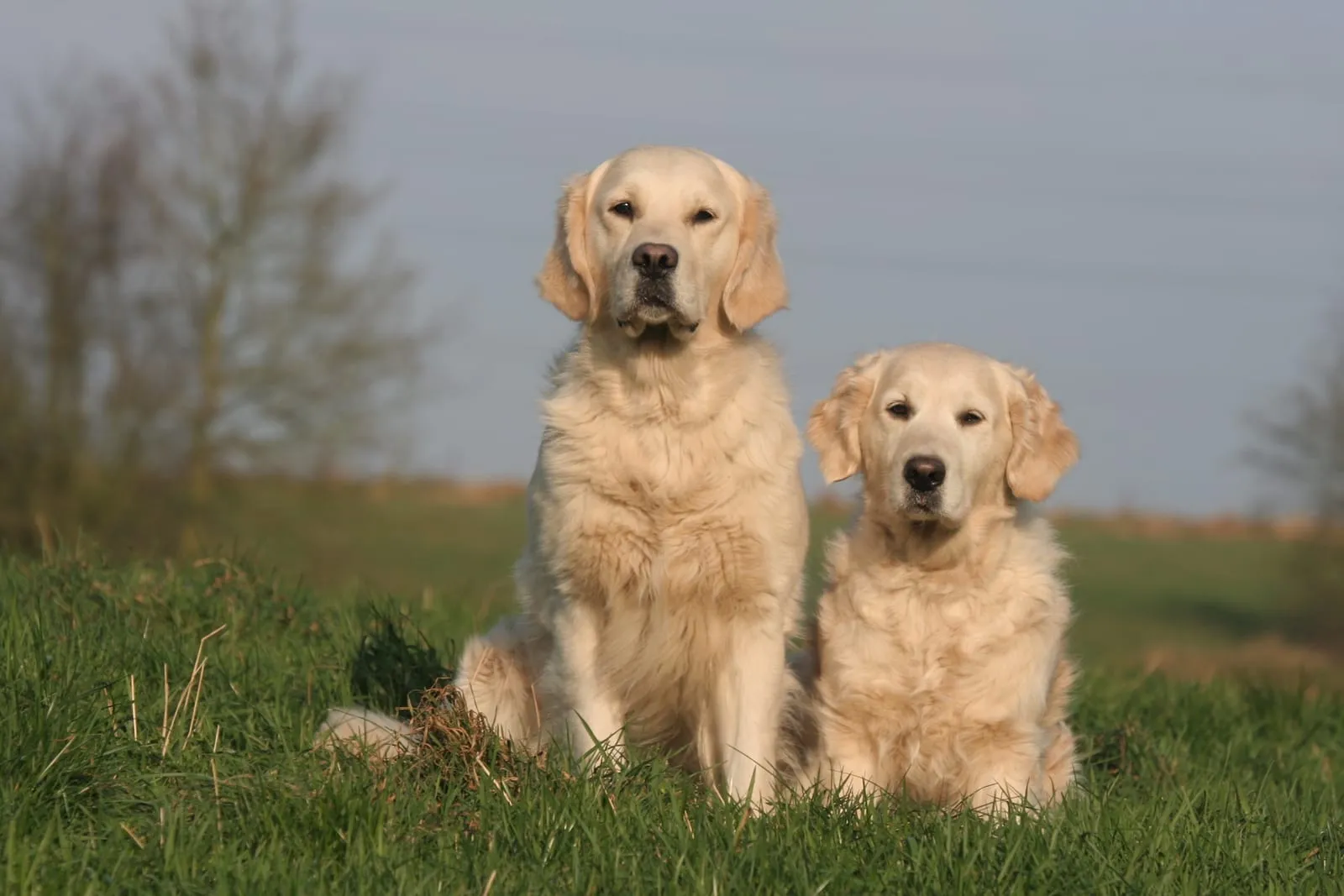 Adult golden retriever and younger golden retriever sitting next to each other on grass