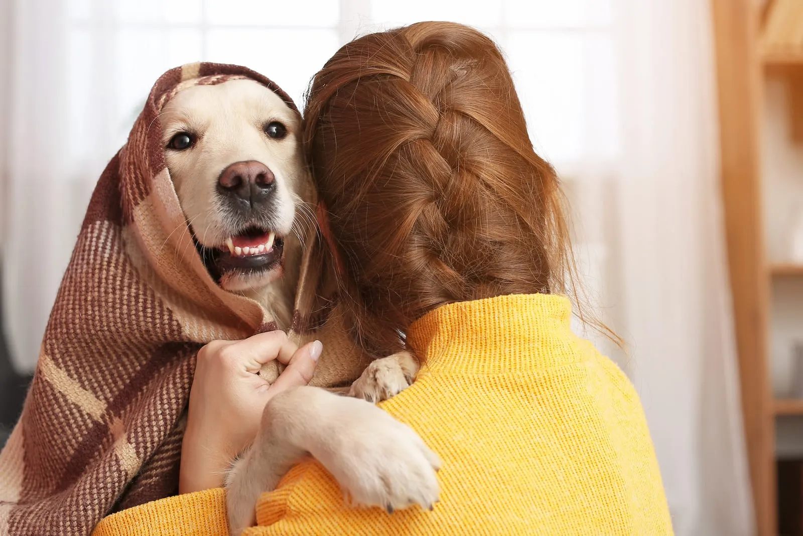 Golden retriever being held in blanket by owner