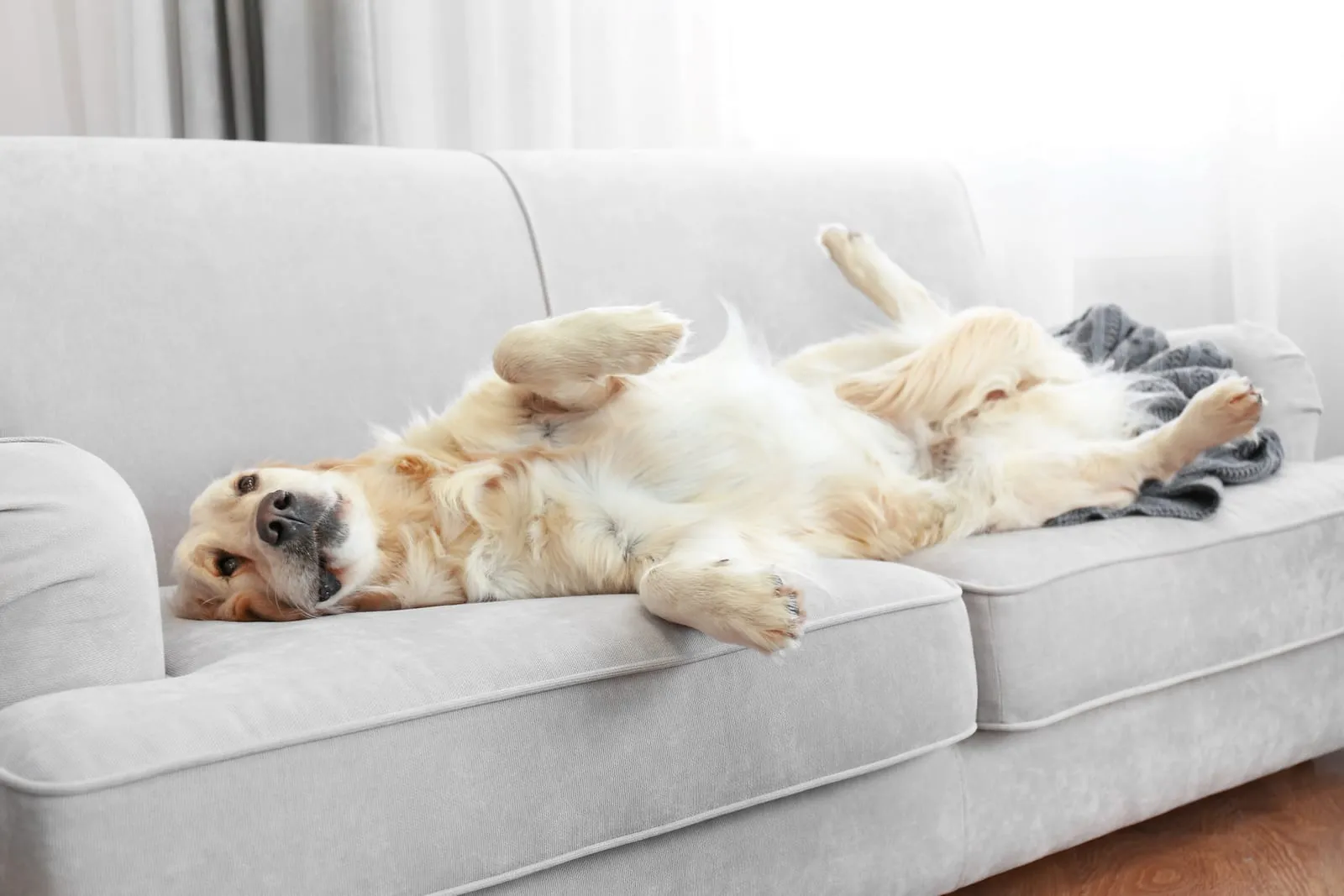 Golden retriever lying down on sofa at home