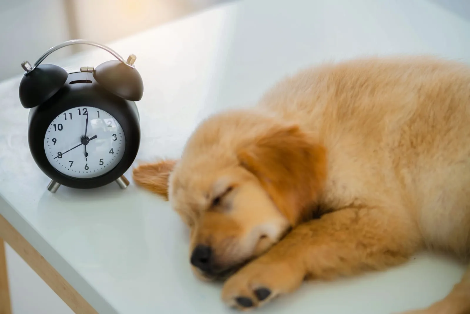 Golden retriever sleeping on a table next to an old fashioned clock