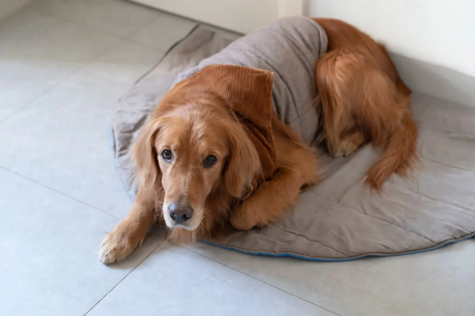 Golden retriever wearing clothes indoors