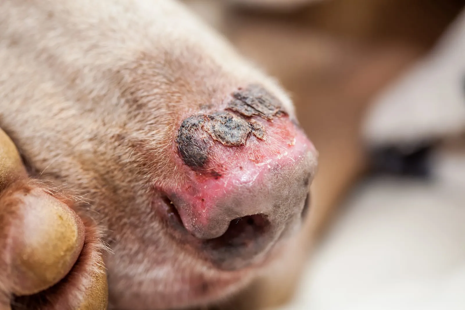 Closeup of sunburn on a dogs nose