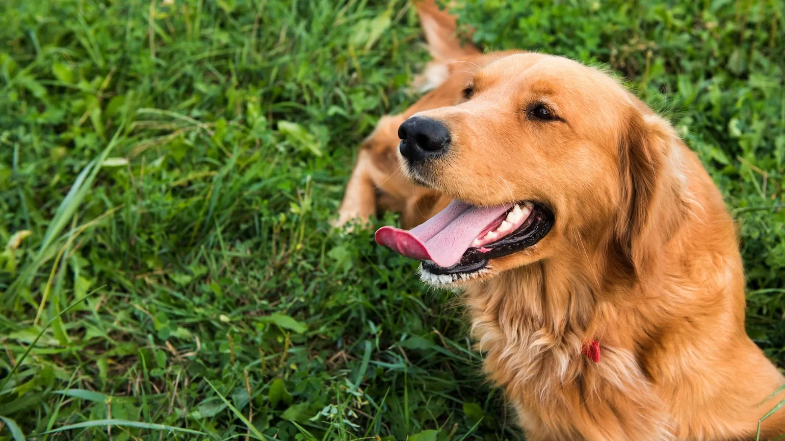 Dark golden retriever