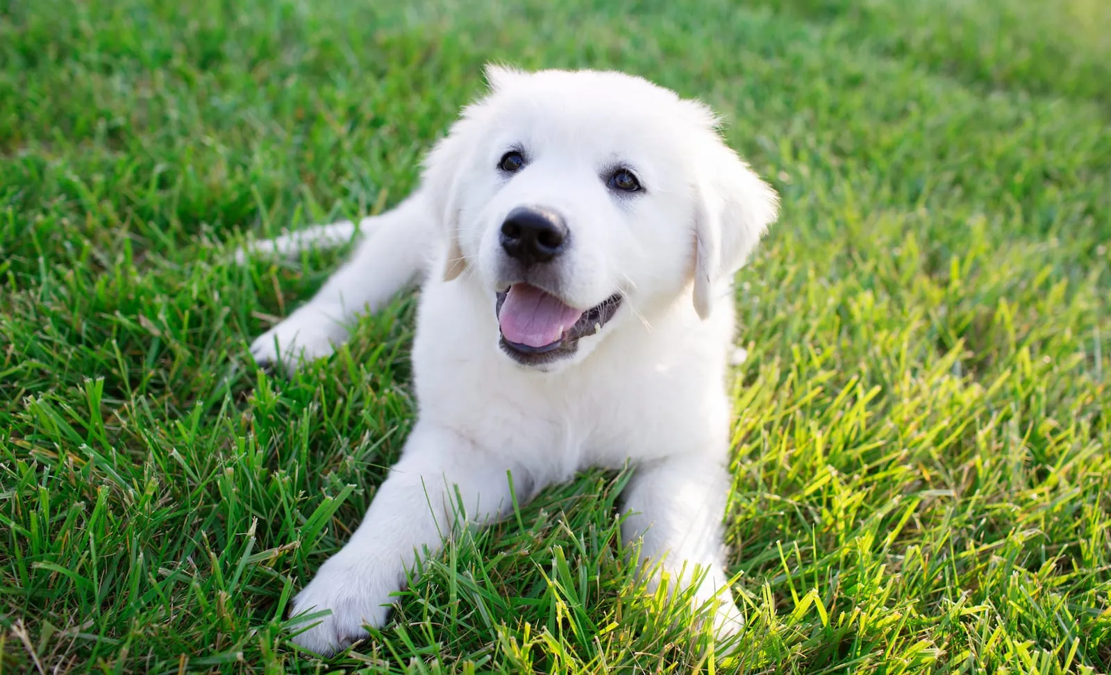 English cream golden retriever puppy