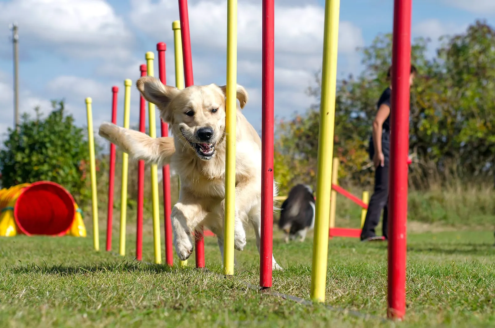 Golden retriever running through an obstacle course