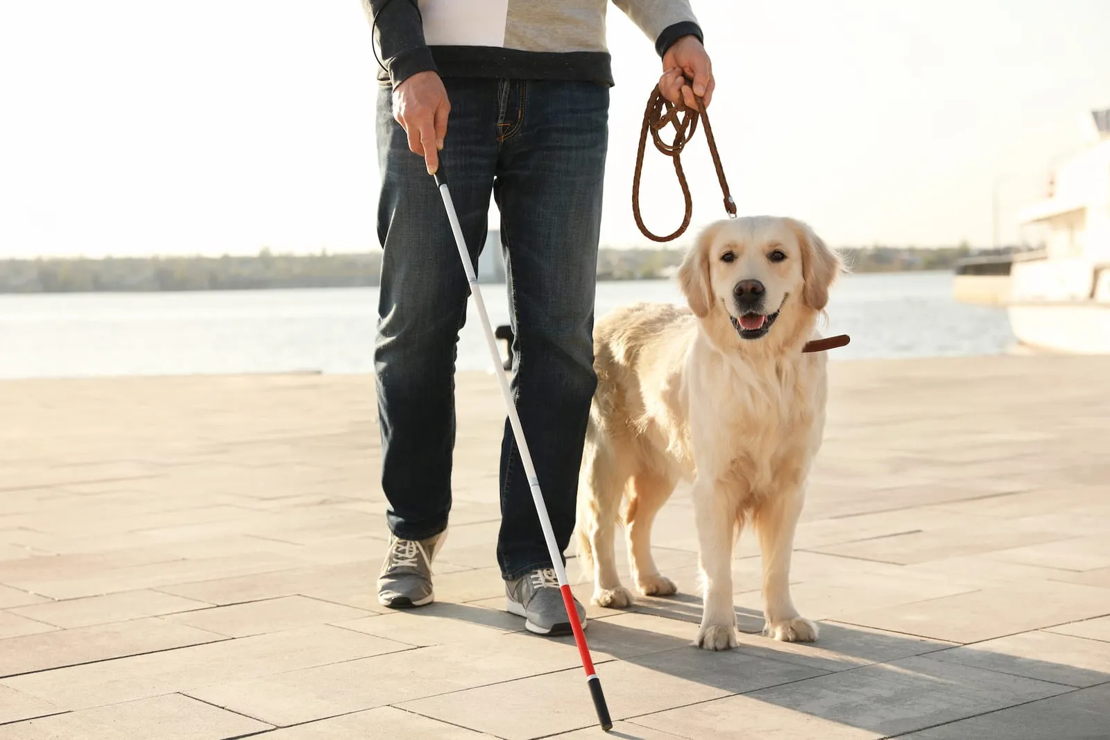 Golden retriever standing beside a blind person