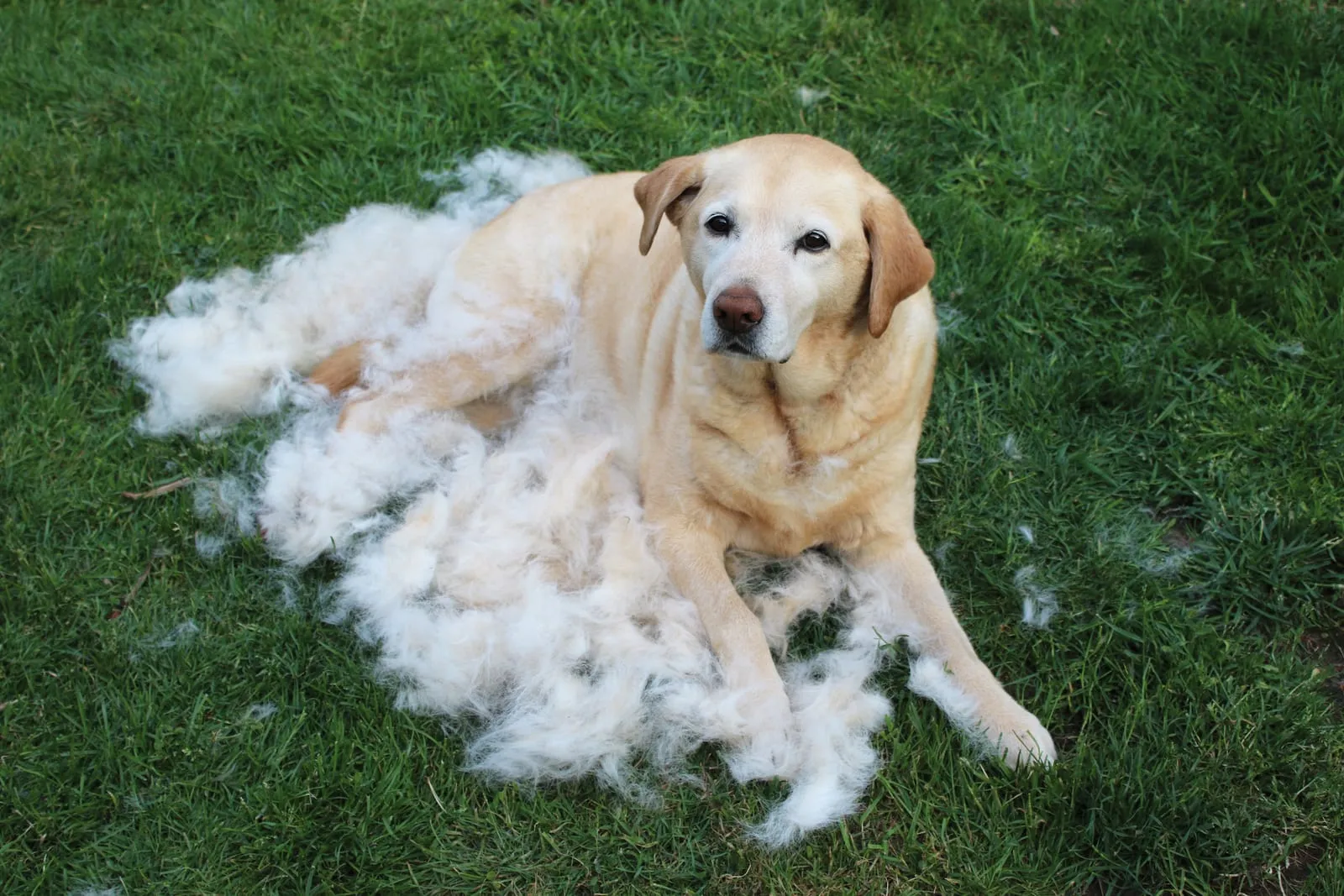 Labrador retriever on grass after being groomed