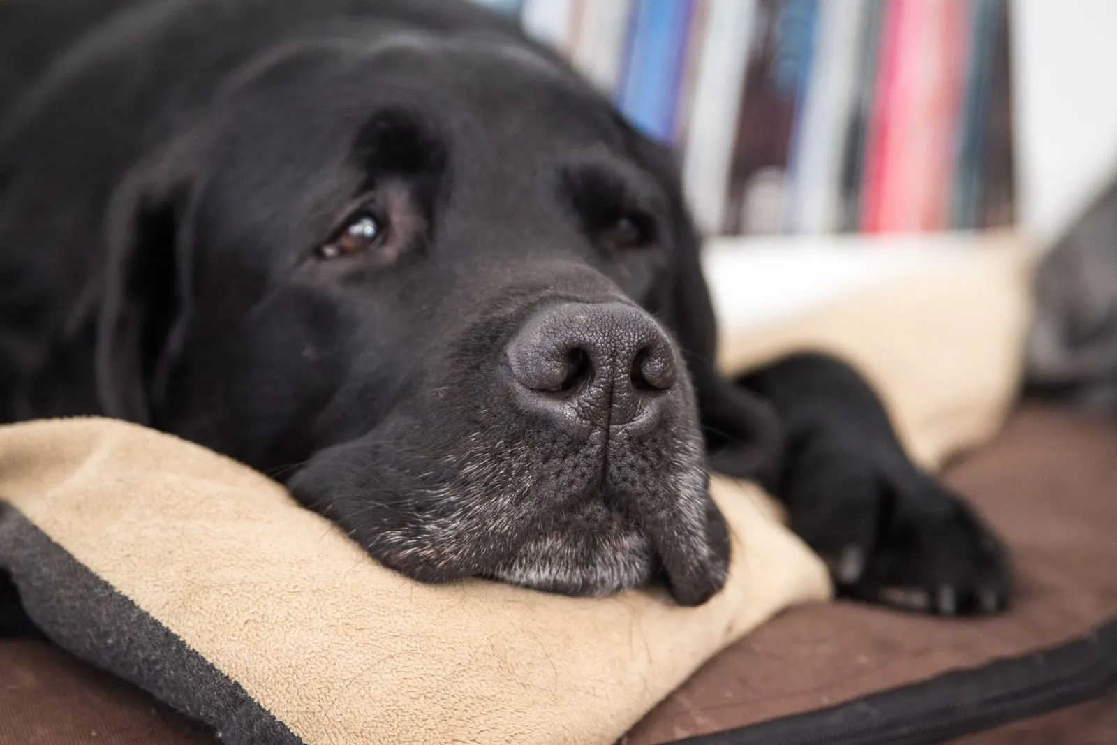 Old black labrador retriever lying down