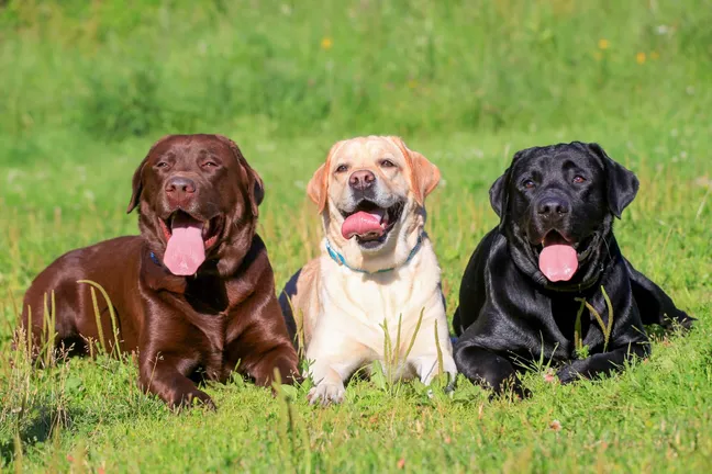 Three different colors of labrador retrievers