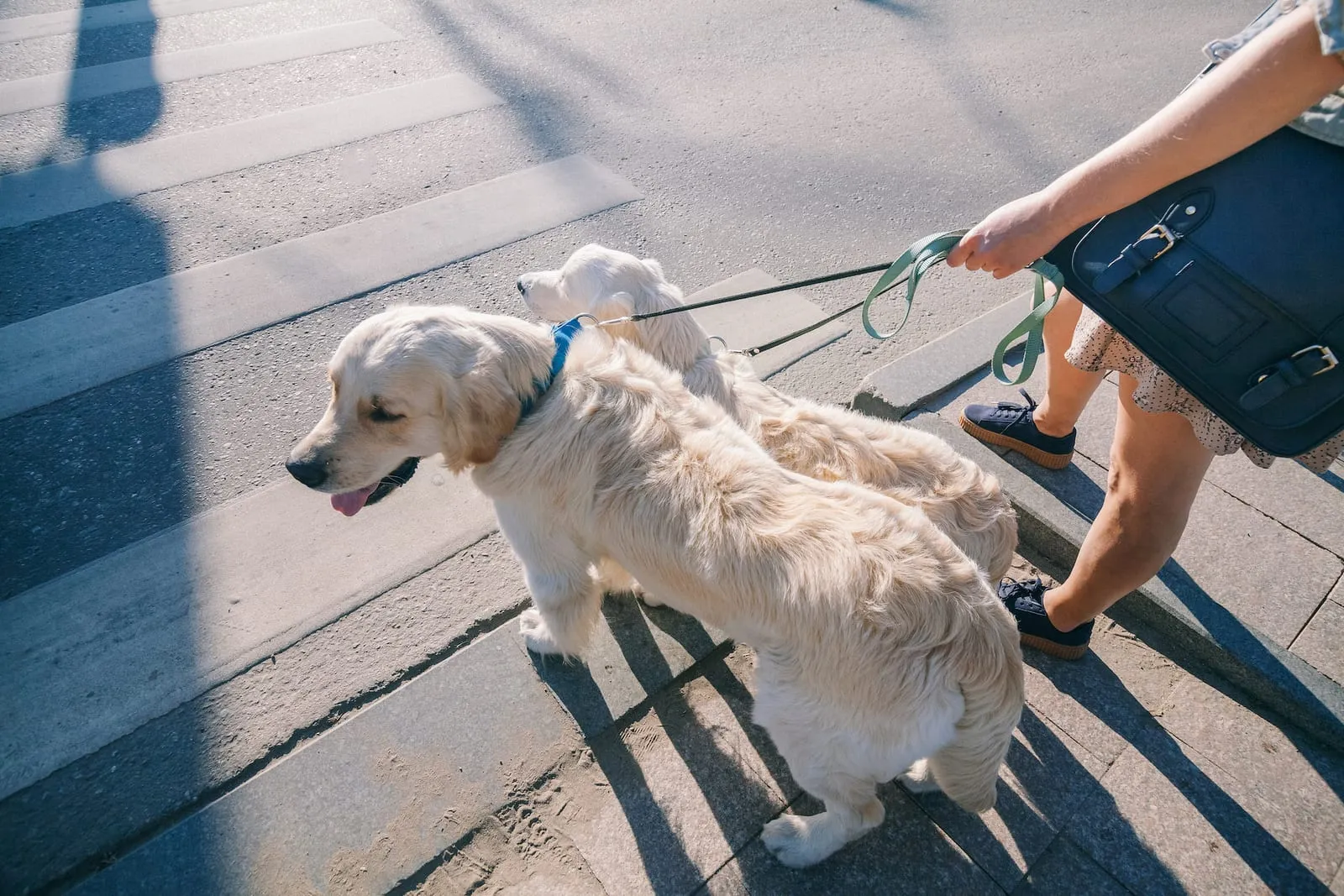 Two golden retrievers being held on a leash by a girl