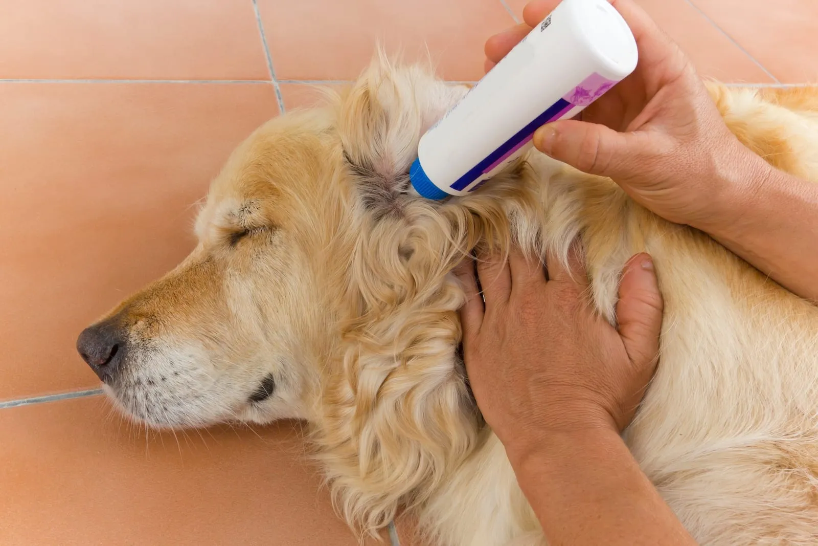 Golden retriever being given ear drops