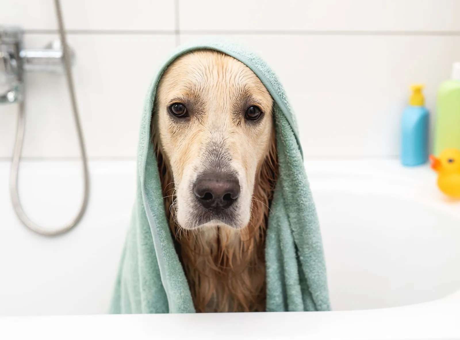 Golden retriever in a tub with a towel around itself