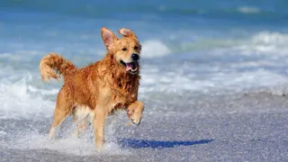 Young golden retriever running on the beach