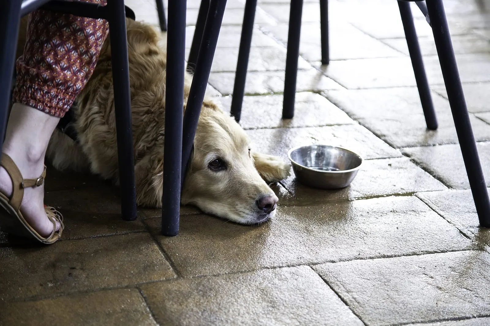 Dog resting under chair at bar with bowl next to them