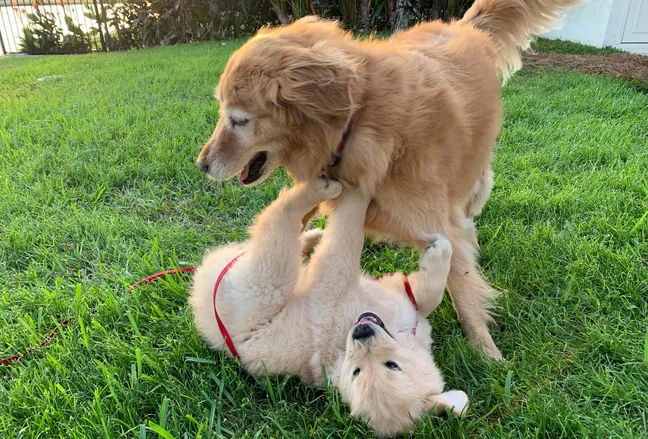 Golden retriever puppies playing on grass