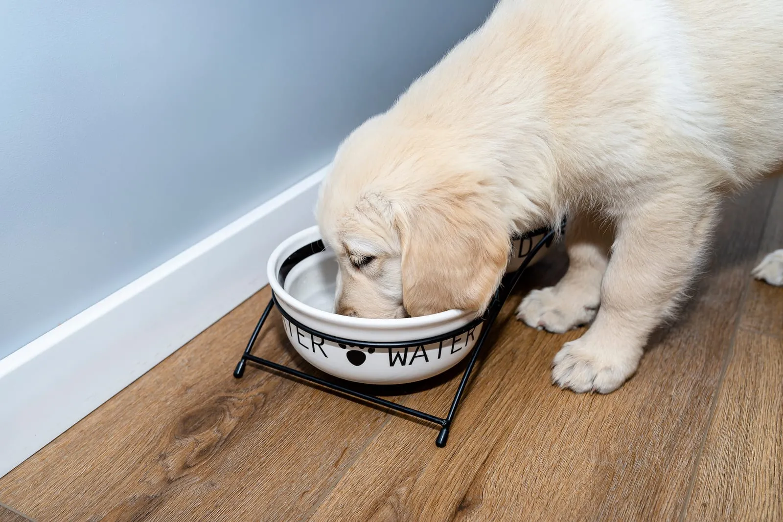 Golden retriever puppy drinking water from bowl