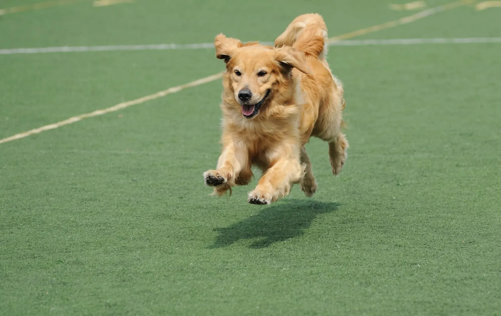 Golden retriever running on a track