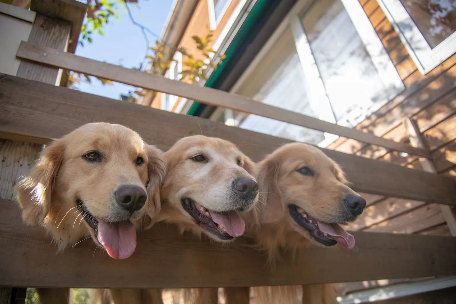 Three golden retrievers peeking through fence