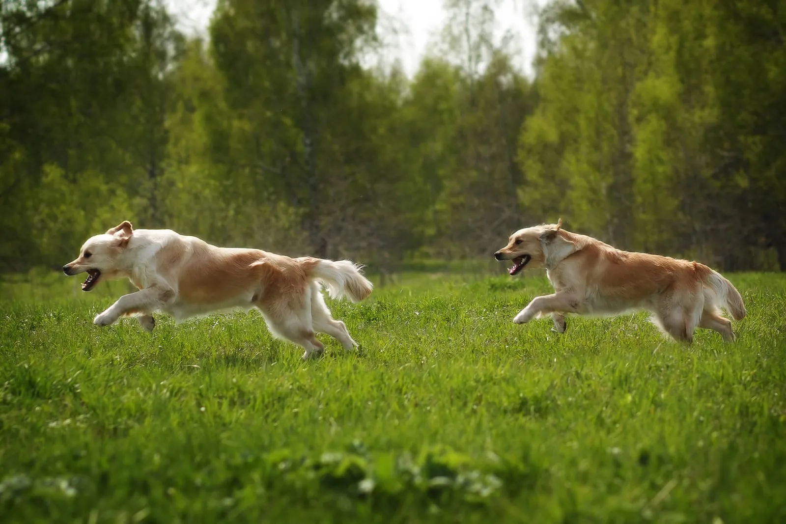 Two golden retrievers running in a field
