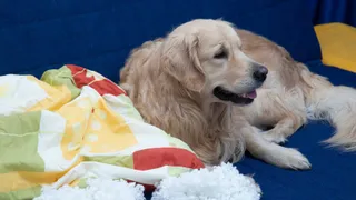 Golden retriever lying down next to a torn up pillow