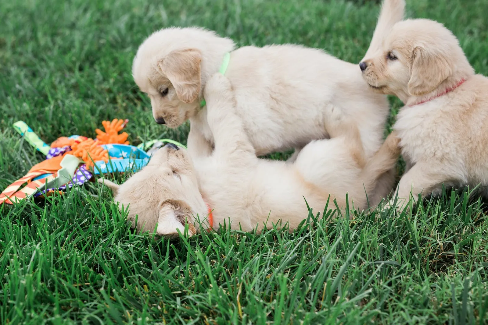 Golden retriever puppies playing together outside