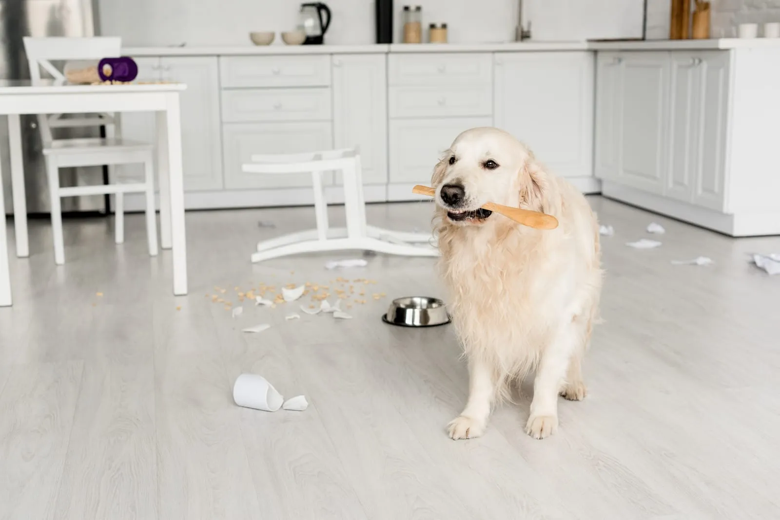 Golden retriever standing with a wooden spoon in a messy kitchen
