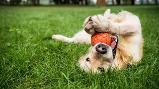 Golden retriever playing with toy on back
